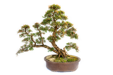 Chinese gurgeon stopper Bonsai tree isolated on white background.