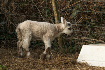 Un agneau est né dans le champ de la voisine, sa maman la brebis est près de lui et le surveille