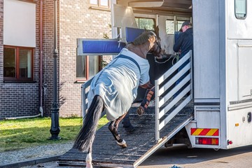  Horse ready to go in van . Car for carrying horses. transportation livestock.