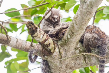 Weißbüscheläffchen oberhalb der Copacabana, Rio de Janeiro, Brasilien