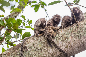 Fototapeta premium Weißbüscheläffchen oberhalb der Copacabana, Rio de Janeiro, Brasilien