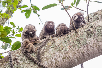 Weißbüscheläffchen oberhalb der Copacabana, Rio de Janeiro, Brasilien