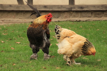 Hahn und Henne in artgerechter Haltung