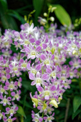 Orchids at the National Orchid Centre, Singapore