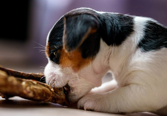 The puppy eats a bone. Dog Jack Russell Terrier.