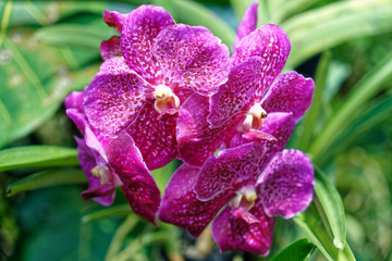 Orchids at the National Orchid Centre, Singapore