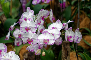 Fototapeta na wymiar Orchids at the National Orchid Centre, Singapore