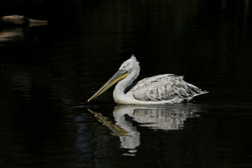 Pélican se reposant sur une mare