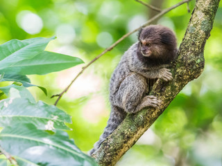Weißbüscheläffchen oberhalb der Copacabana, Rio de Janeiro, Brasilien