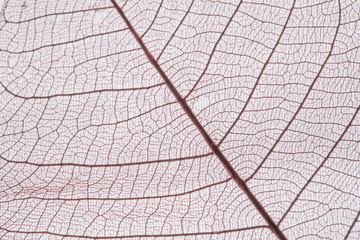 Macro Closeup of skeleton leaves