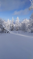 Winter snow-covered forest. Nature. Trees.