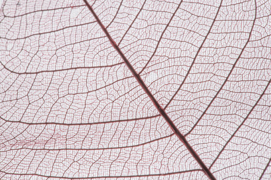 Macro Closeup of skeleton leaves © MICKEY