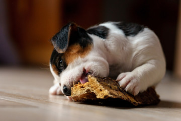 The puppy eats a bone. Dog Jack Russell Terrier.