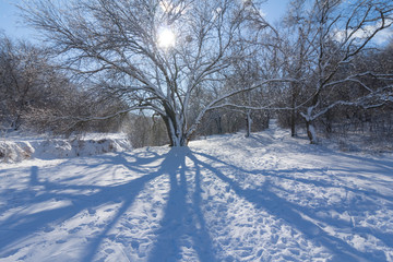 winter forest covered by a snow in a light of sun