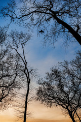 Graphic branches of trees without leaves on the sky background and a flying bird.