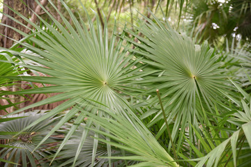 Palmes du Yucatan, Mexique