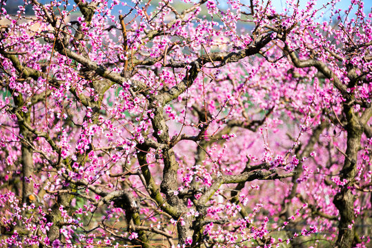 Fruit trees in spring with pink flowers, beautiful spring garden