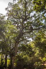Fototapeta premium Atlantischer Regenwald in Brasilien