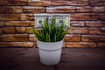 A hundred dollars and a plant, the concept of growth.