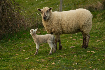 Naklejka na ściany i meble Un agneau est né dans le champ de la voisine, sa maman la brebis est près de lui et le surveille