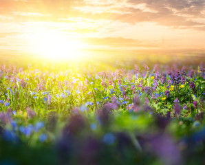 field with wild flowers at the sunset, outdoor spring background