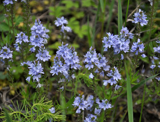 In the spring, the Veronica prostrata blooms among the herbs