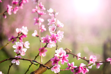 Fruit trees in spring with pink flowers, beautiful spring garden