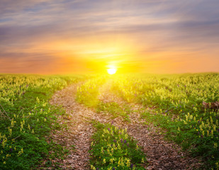 field with wild flowers at the sunset, outdoor spring background