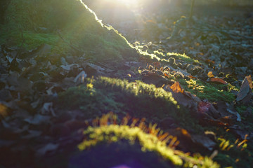 Waldboden im Morgenlicht