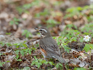 The redwing (Turdus iliacus) is a bird in the thrush family, Turdidae