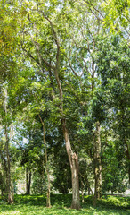 Fototapeta premium Botanischer Garten, Rio de Janeiro, Brasilien