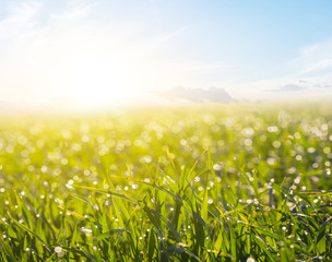 Obraz premium beautiful green rural field at the dramatic sunset, evening countryside background