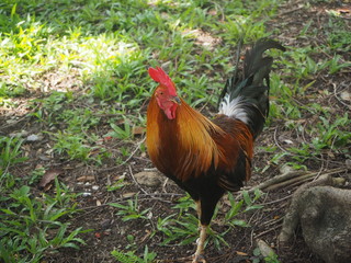 Young rooster walking around for seeking food