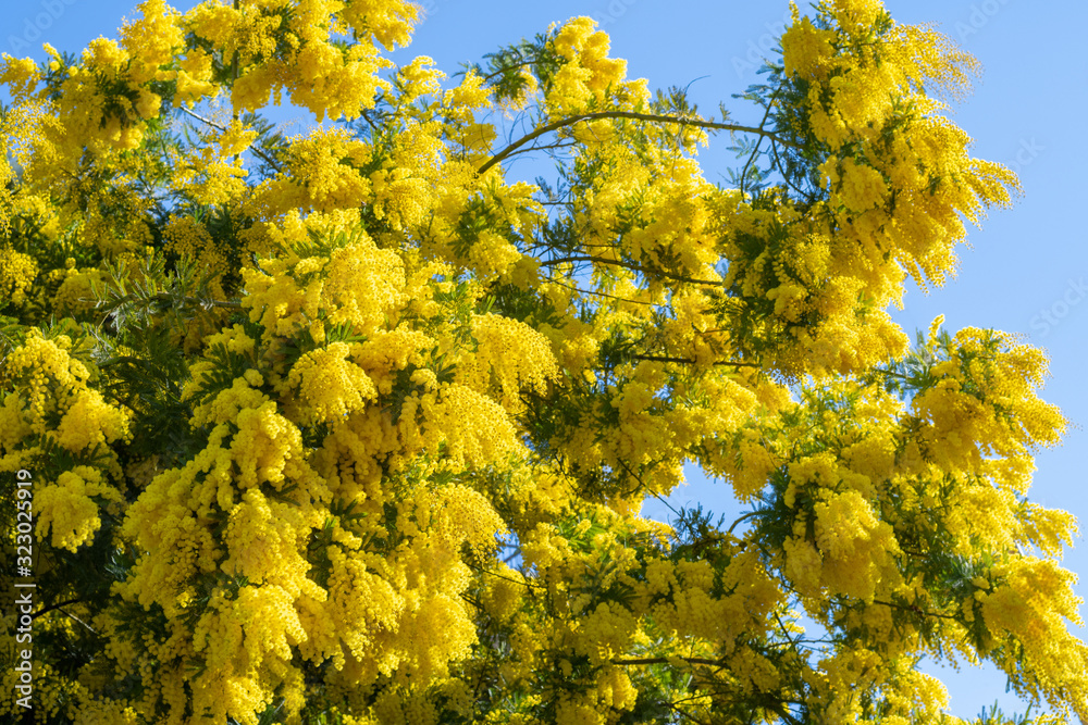 Wall mural acacia pycnantha (golden wattle) in full flower