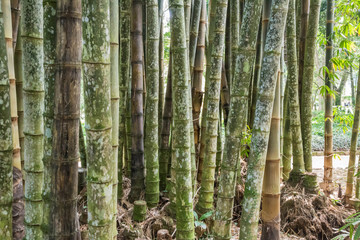 Bambus im Botanischen Garten, Rio de Janeiro, Brasilien