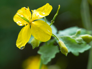 Yellow bloom of celandine in spring