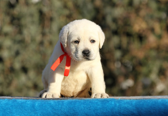 the nice sweet labrador puppy on a blue background