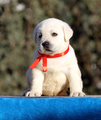 a nice sweet labrador puppy on a blue background