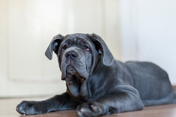 Mastino Napoletano