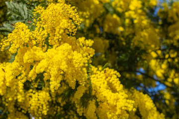 Acacia pycnantha (golden wattle) in full flower