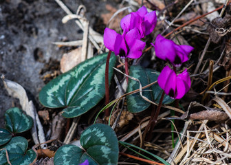 First spring flowers of Erythronium Sibiricum