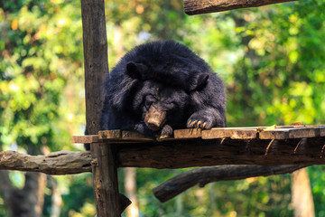 ours brun dans un parc