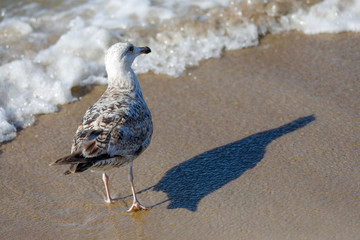 Seagull is walking sea beach