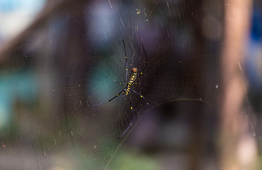 araignée sur sa toile 