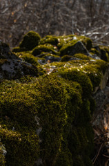 Natural background with stone and moss