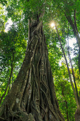 Fototapeta premium soleil dans le feuillage d'une foret tropicale