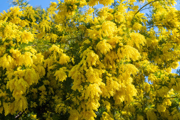 Acacia pycnantha (golden wattle) in full flower