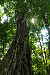 foret tropical asiatique , arbre avec liane et racine montante 