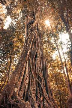 illustration d'un arbre tropical et ses lianes racines 