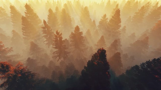 Flight over autumnal pine forest against morning sun, 4k